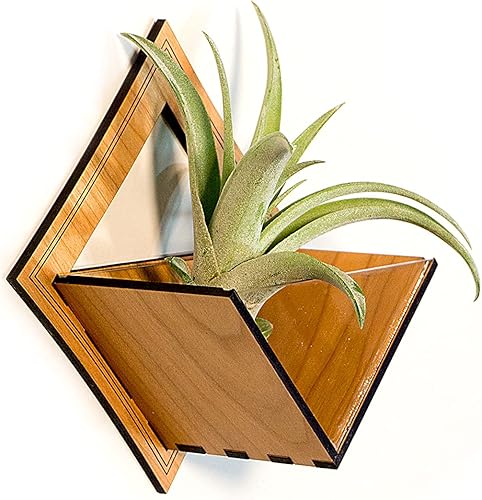Miniatura 10 de Wall Hanging Planter 9  Maple - Air Plant Holder, Plant Hanger for Tillandsia, Succulents, Cactus - Display Aerium Indoor Home Decor