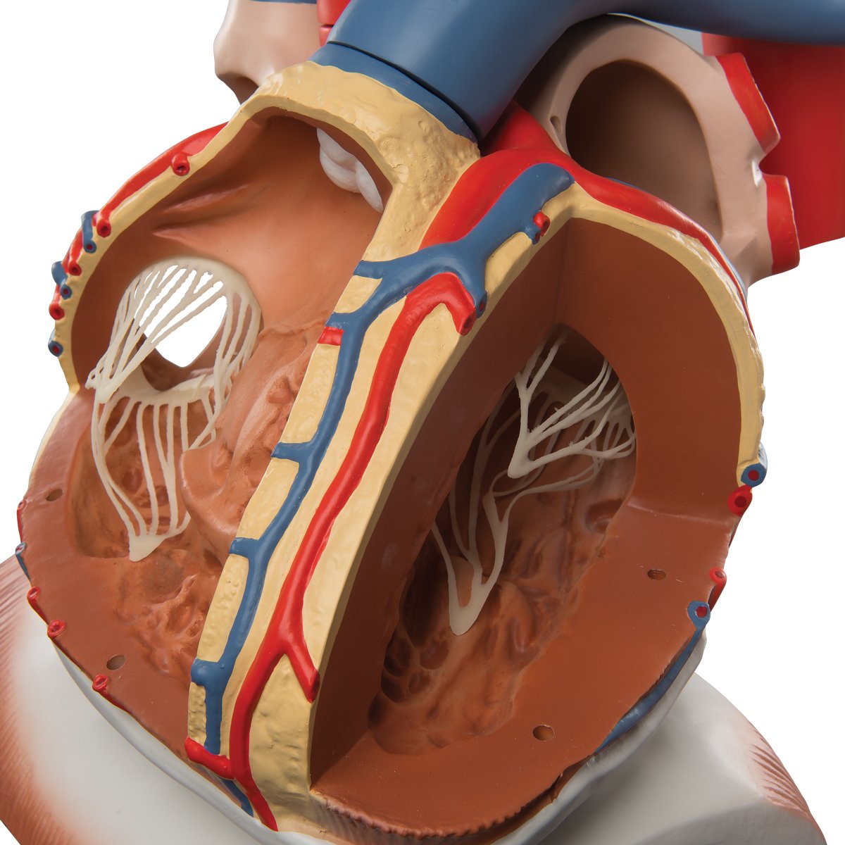 3B Scientific VD251 Modello di Anatomia Umana Cuore su Diaframma, Ingrandito 3 Volte, in 10 Parti + software gratuito di anatomia - 3B Smart Anatomy