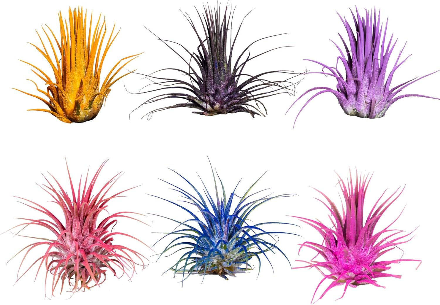 Air Plants - Tillandsia Ionantha - Organically Enhanced Color - Live Arrival Guaranteed - House Plants for Home Decor & Gift (6pk Mix)