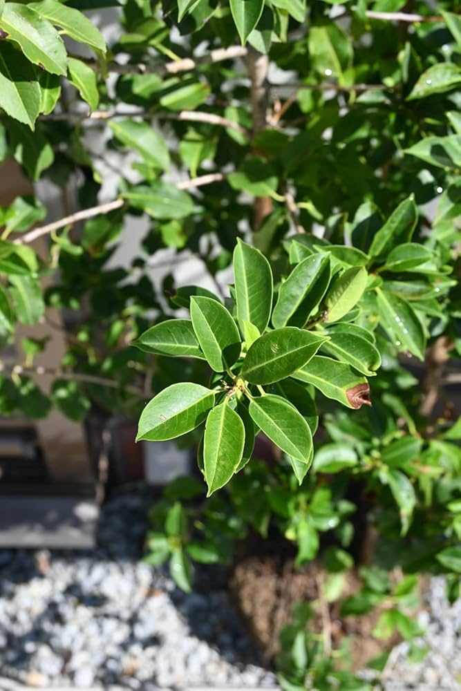 ソヨゴ　特徴的な株立　約1.3m ソヨゴ 株立ちのおすすめ人気商品一覧 通販 - Yahoo!ショッピング