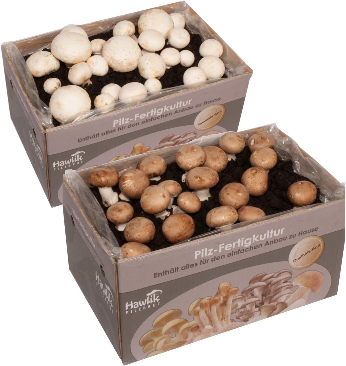 Kit De Culture Pour Champignons De Paris