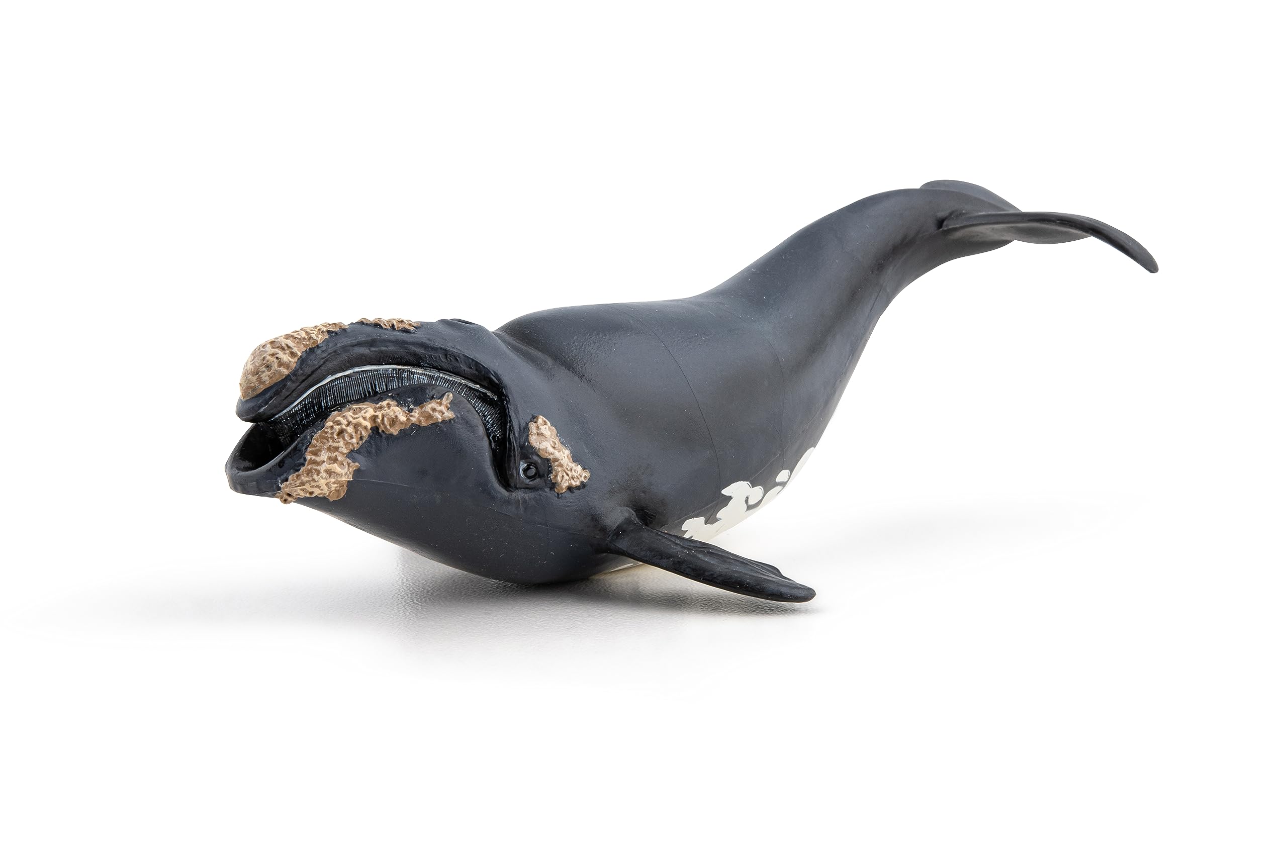 くじらすまいる Amazon.co.jp: Papo Right クジラ : おもちゃ