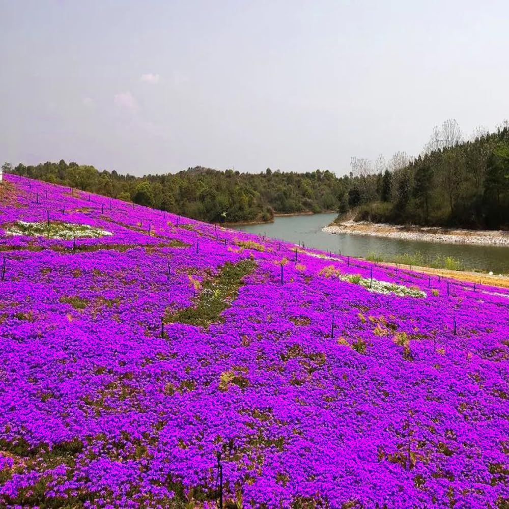 10000 Samen Kriechender Thymian - Thymus Serpyllum Bodendecker Einfach Anzupflanzen