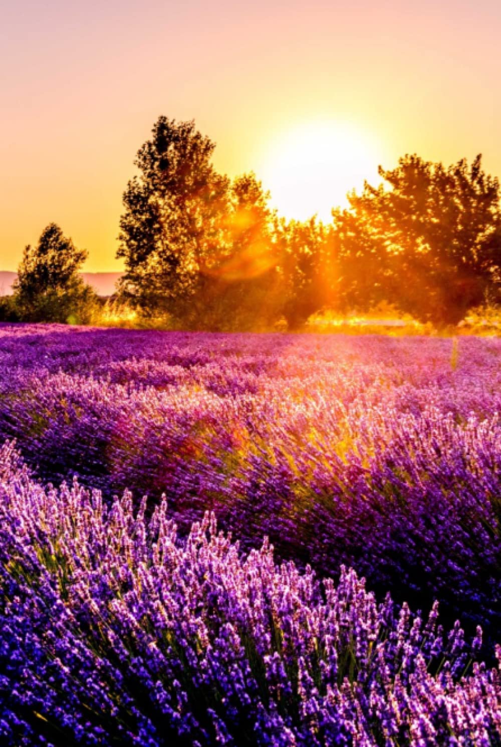 Lavender Fields Journal: 6" x 9" Hardcover Journal - Lavender Field Sunset - 100 Pages