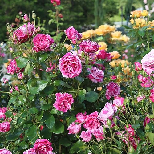 Miniatura 5 de Heirloom Roses Grandiflora Rose Plant - Planta viva de rosas fragantes Parade Day