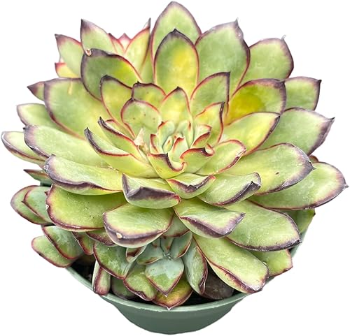 Suculentas vivas Echeveria 'Mexican-pulidonis' (4 pulgadas), plantas suculentas totalmente enraizadas en macetas con tierra, planta de casa de fácil