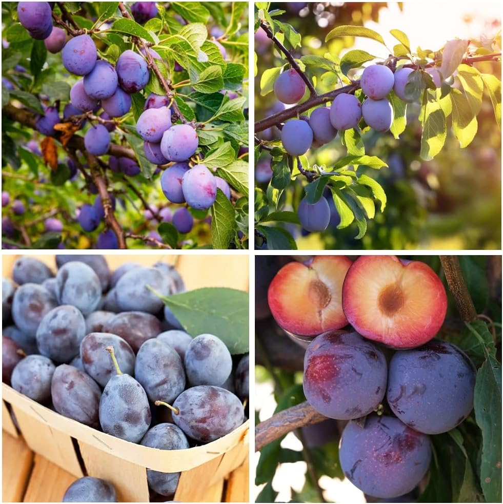 10+ Wild Plum Tree Fruit Seeds for Planting Outdoor-Perennial Native Prunus Americana Non-GMO Fruit Tree Seeds