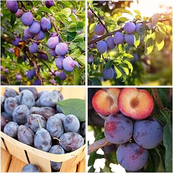 10+ Wild Plum Tree Fruit Seeds for Planting Outdoor-Perennial Native Prunus Americana Non-GMO Fruit Tree Seeds