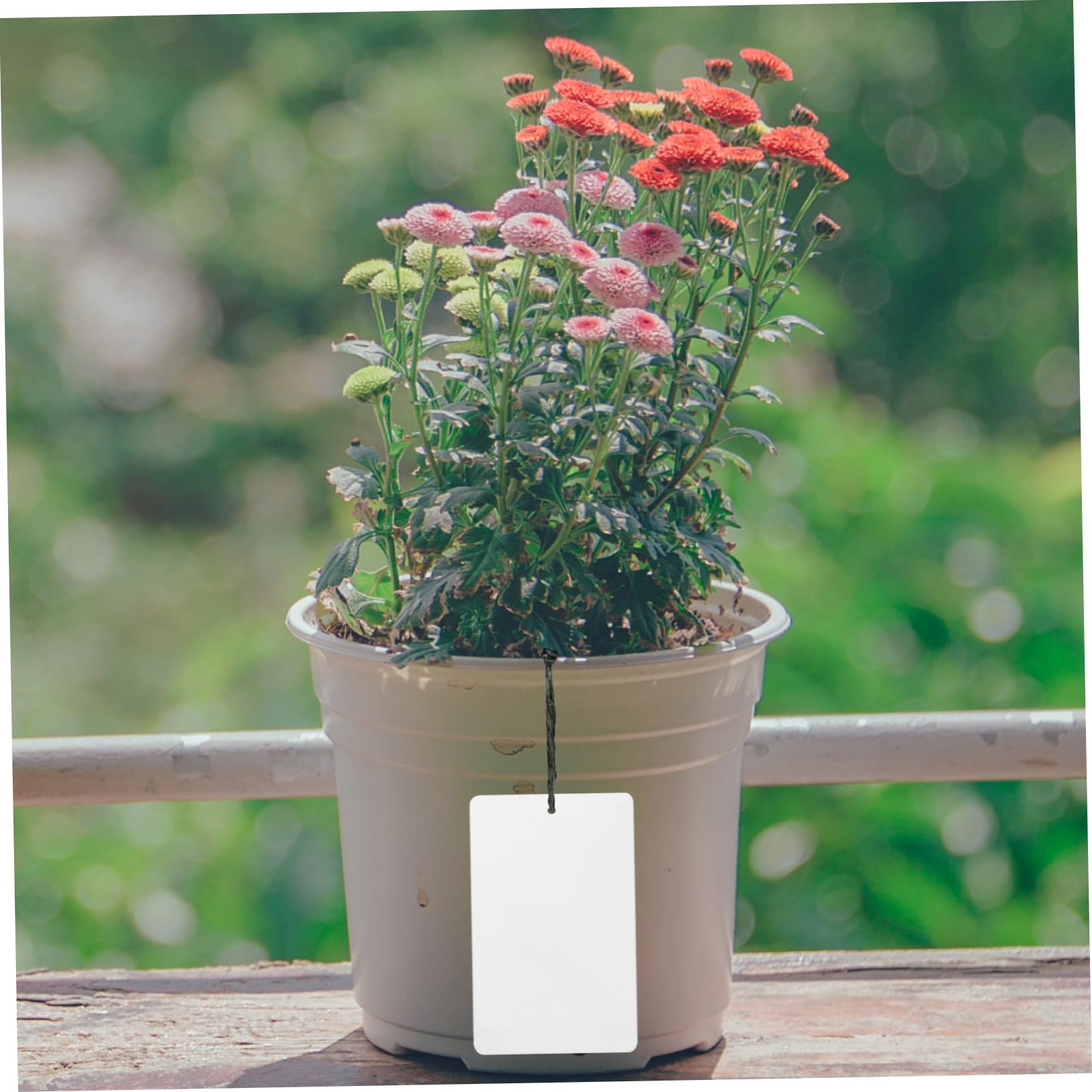 SUPVOX 250pièces Étiquettes De Plantes Aluminium Pour Jardinage Extérieur Et Intérieur Étiquettes Pour Et Pour Pépinières Et