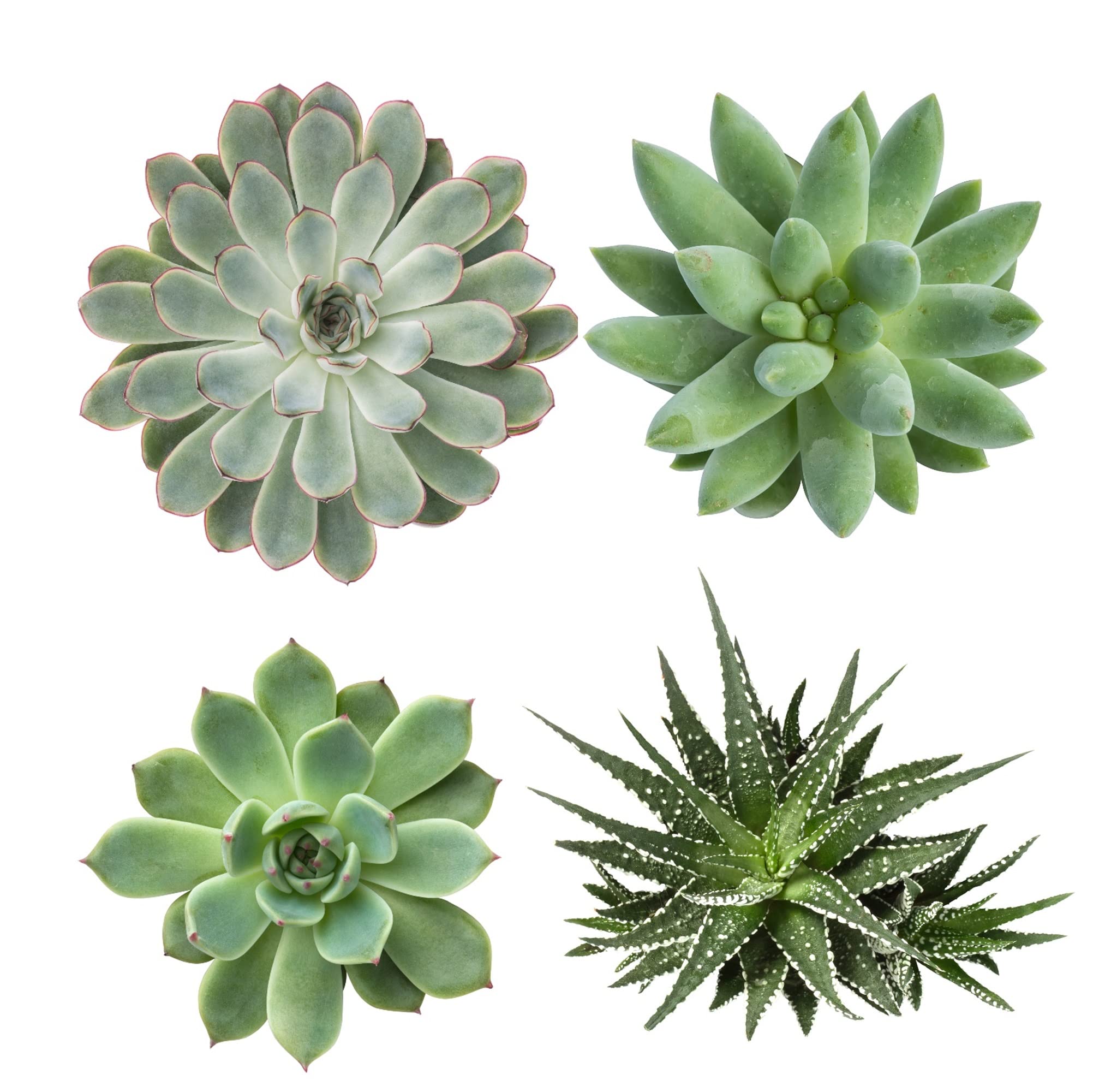 vdvelde․com - Sukulenty żywe 20 sztuk bez donicy, sadzonki Ø 6 cm | Ukorzenione i gotowe do przesadzenia, do terrarium, na parapet lub misę, wysokość 10-15 cm