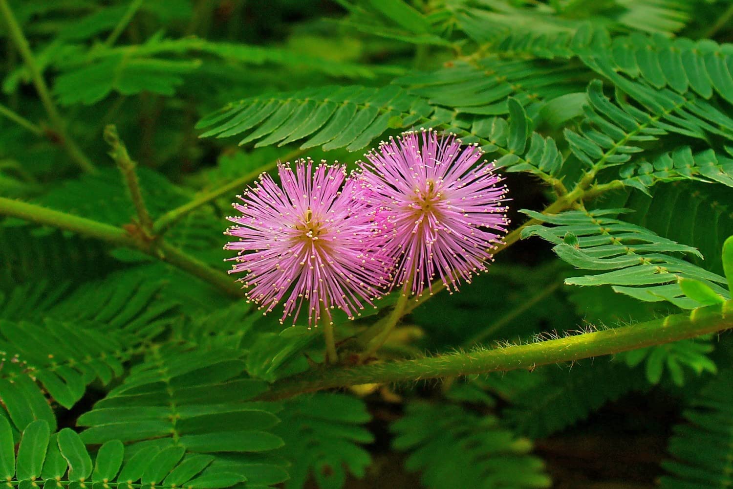 SAFLAX - Mimosa pudique - 70 graines - Mimosa pudica