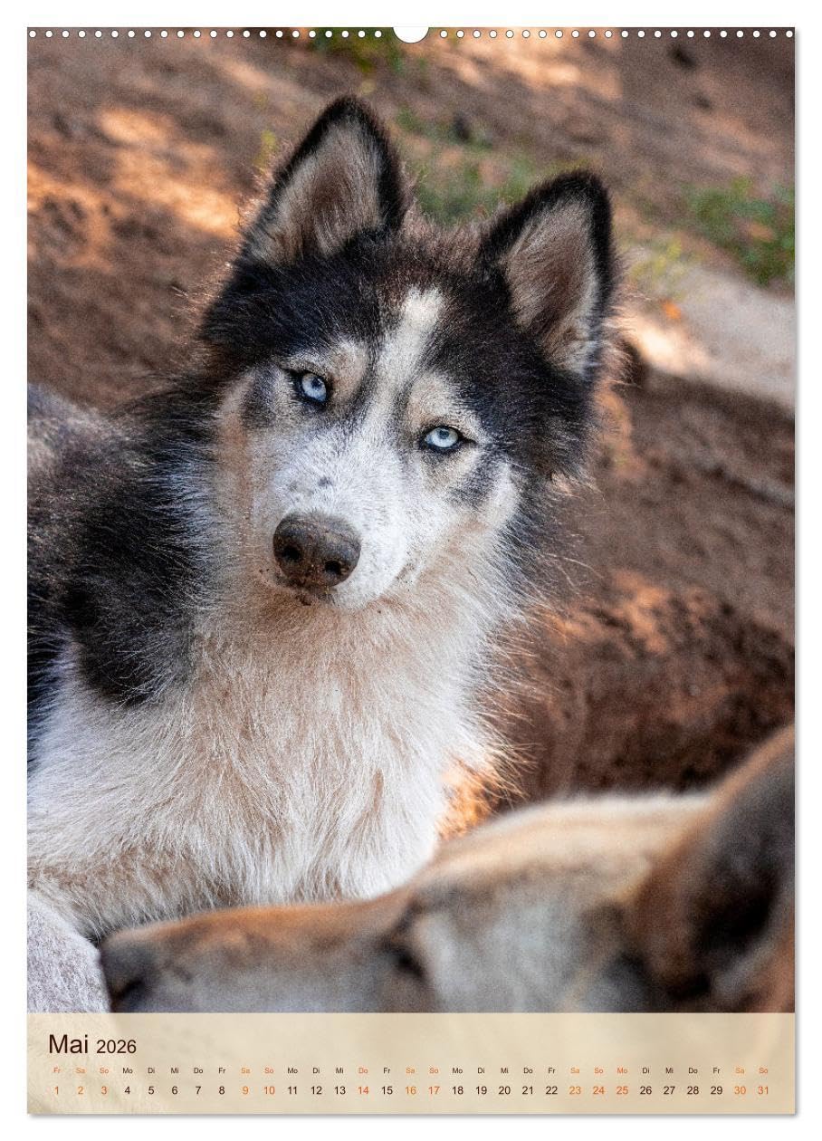 Im Husky-Rudel (Wandkalender 2026 DIN A2 hoch), CALVENDO Monatskalender: Eine charakteristische Bilderserie, die das friedvolle und spielerische ... von Huskies dokumentiert. (CALVENDO Tiere)