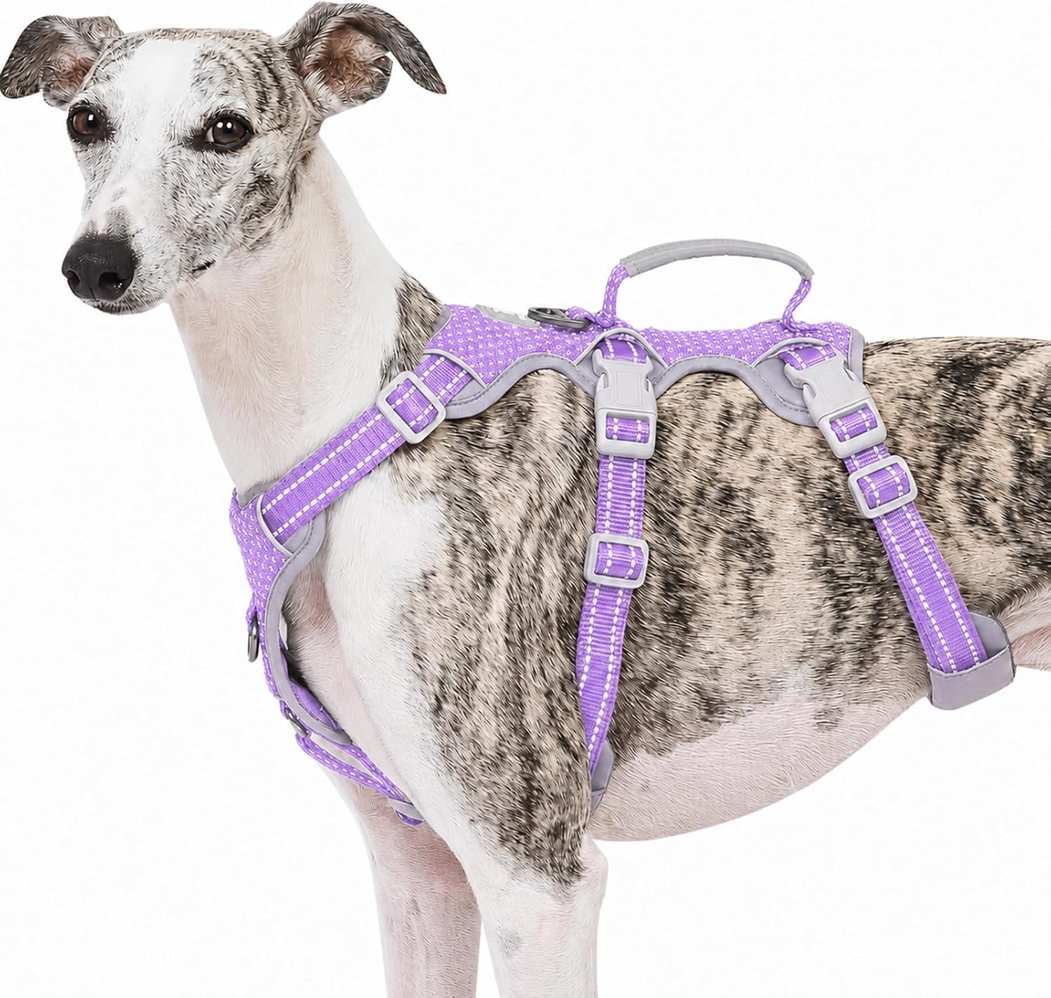 Huntboo escape-proof dog harness in purple
