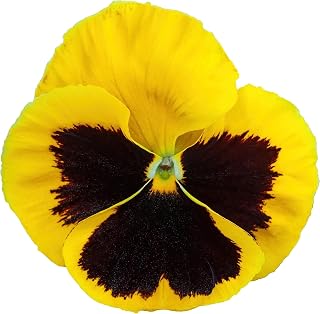 Flowering Plants - Pansy 'Yellow Blotch' - 20 x Full Plant Pack - Garden Ready + Ready to Plant - Premium Quality Plants