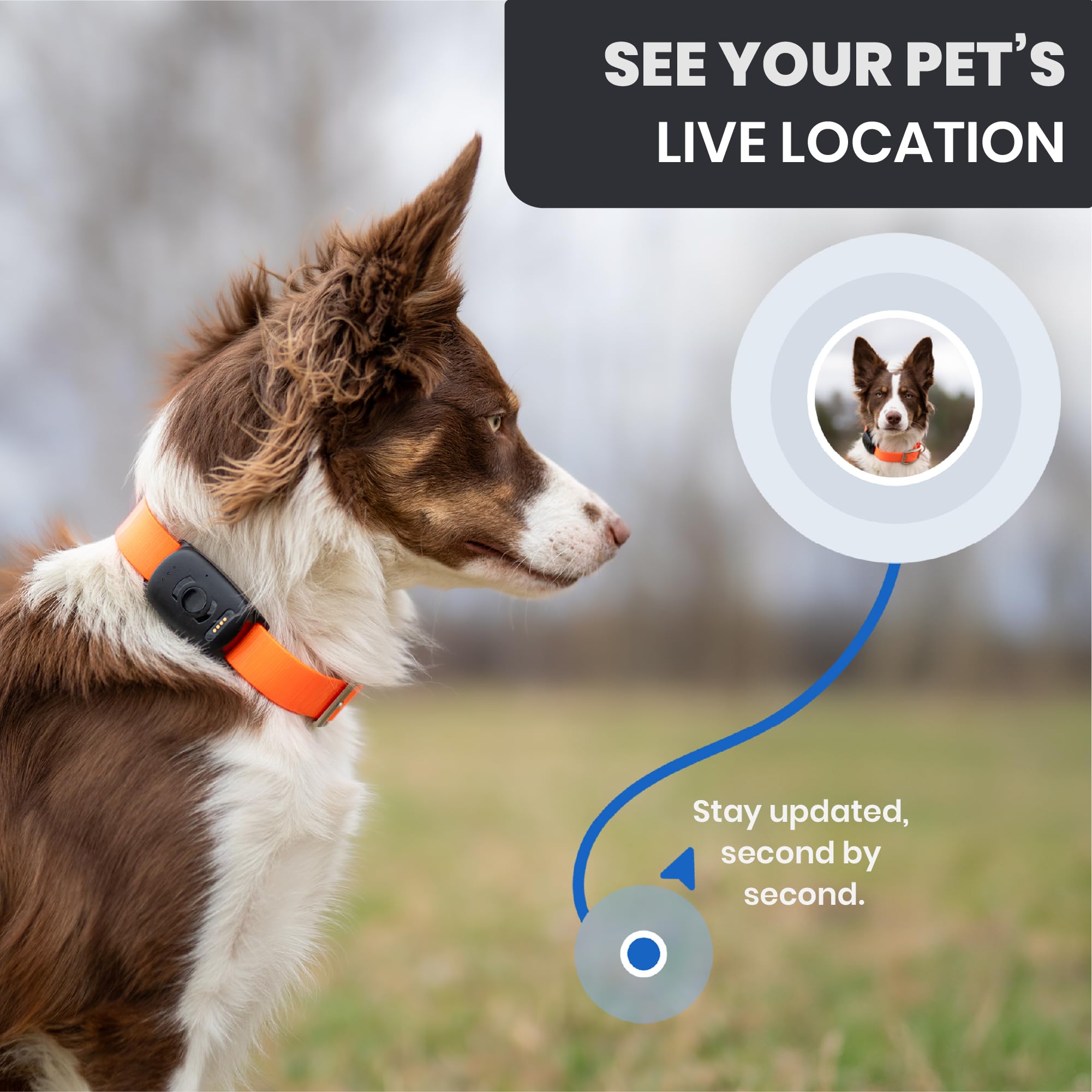 MiniFinder Localizzatore GPS per cani. Per tutte le razze di cani. 100% impermeabile. Lunga durata della batteria. Portata illimitata.