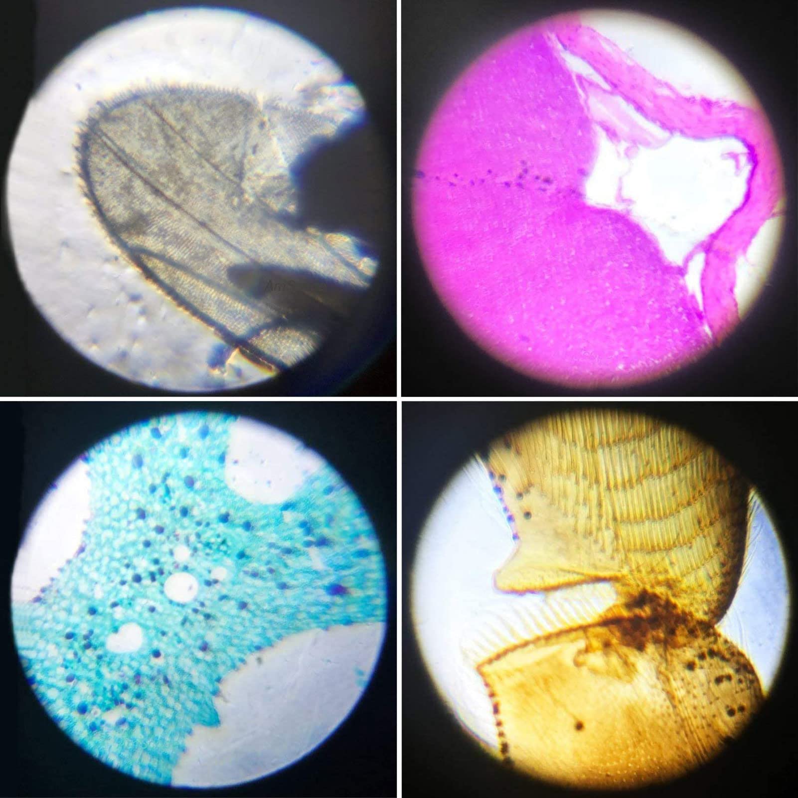 5 Vetrini Microscopio Concavi - 25,4x76,2 Mm, Per Laboratorio E Scuola, Riutilizzabili - Foto 10
