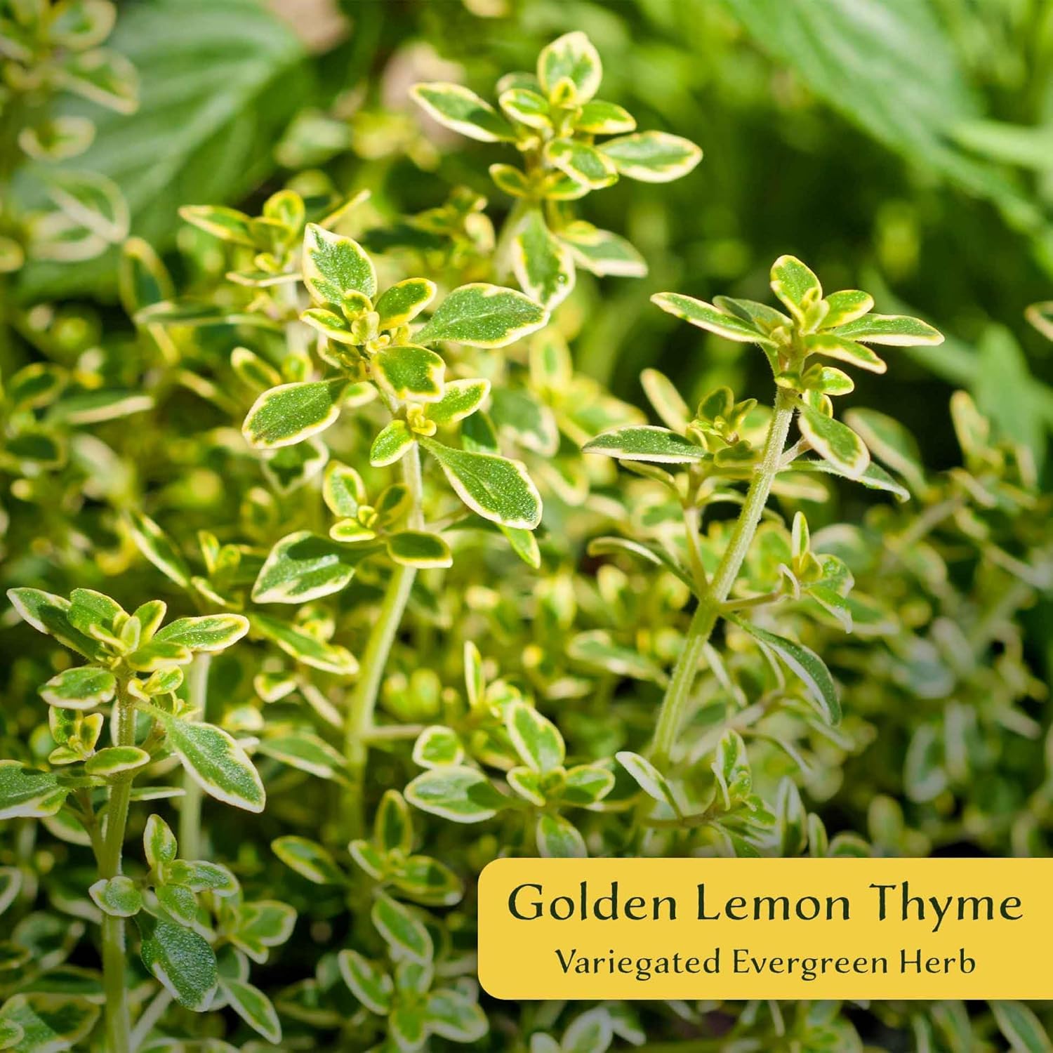 3 Golden Lemon Thyme (Thymus citriodorus ‘Golden’) | Variegated Yellow-Green Evergreen Culinary Herb with Lemon-Scented Leaves | 2.5” Nursery Cubes, Ready-to-Plant Live Starter Plants