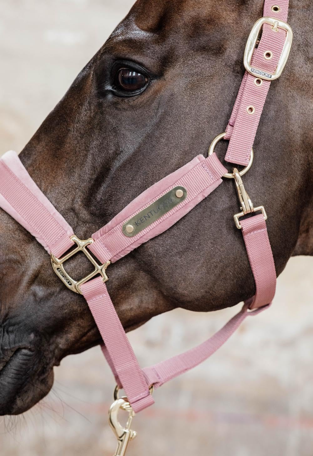Kentucky Horsewear - Halfter - Samt - Altrosa - Cob
