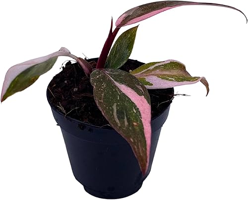 Miniatura 4 de BubbleBlooms Filodendro Pink Princess, filodendro ruborizado, Philodendron Erubesens híbrido en maceta de 2 pulgadas