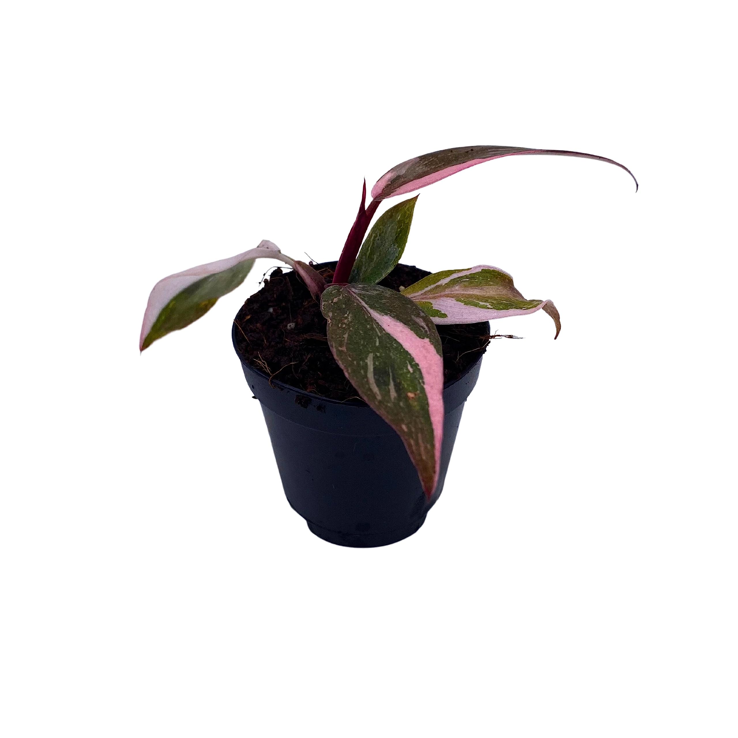 Amazon.com : BubbleBlooms Pink Princess Philodendron, Blushing Philodendron,  Philodendron Erubesens Hybrid in 2 inch Pot : Patio, Lawn & Garden