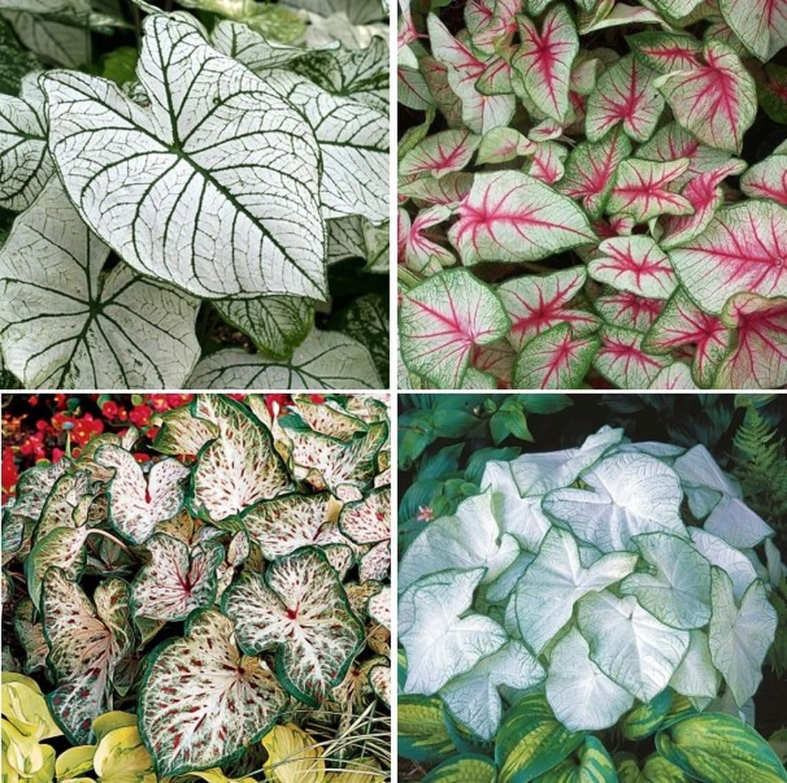Caladium Mix Imported Variety Summer Flowering Bulbs, Pack of 4 Flower Bulbs for Planting, FLORA SEEDS (B0CXJ5MF8M) Amazon Price History, Amazon Price Tracker