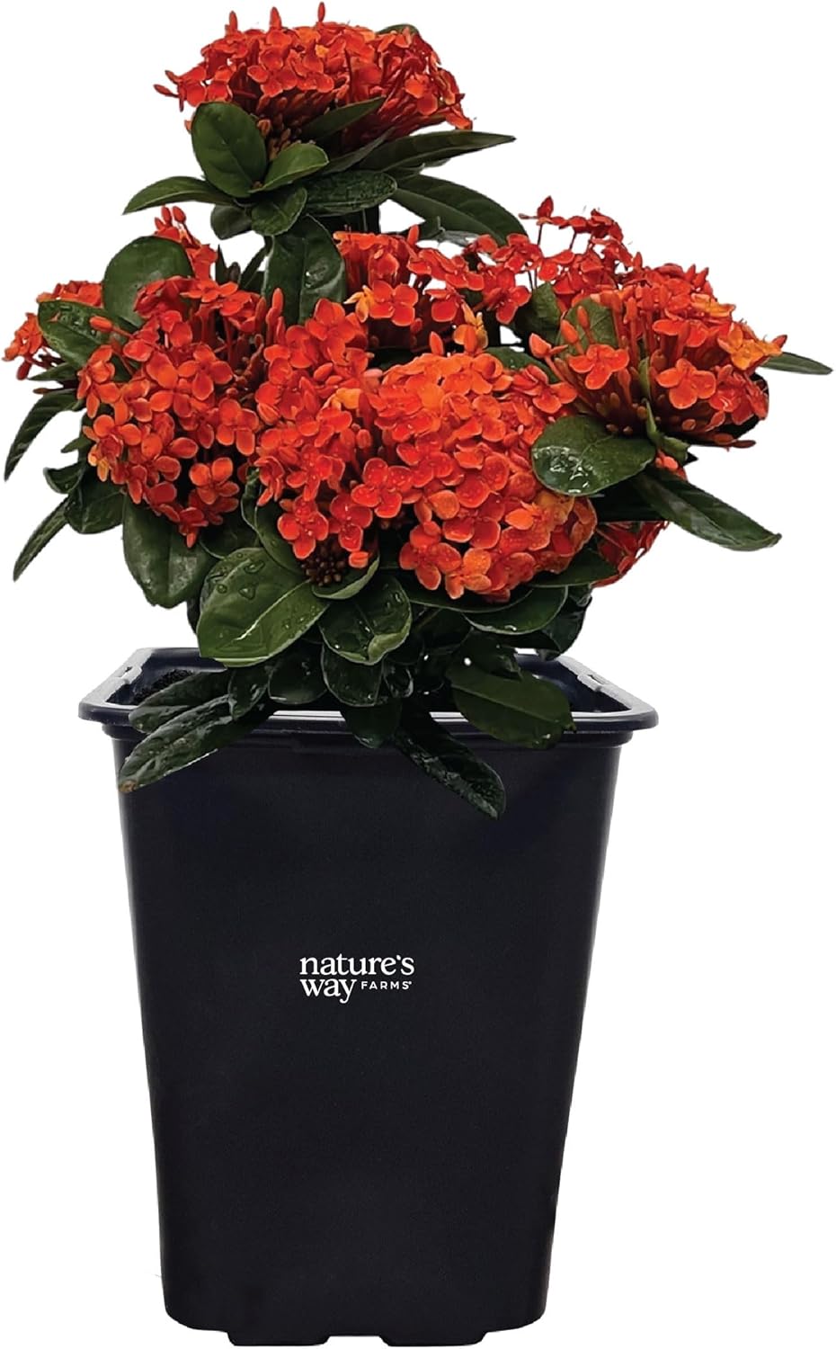 Nature's Way Farms Ixora Maui Red, Easy Care, Live Plant, Grow Outdoor, Full Sun Bright Light, Perfect for Plant Lovers & Beginners, in Grower Pot. (25-30 in. Tall)
