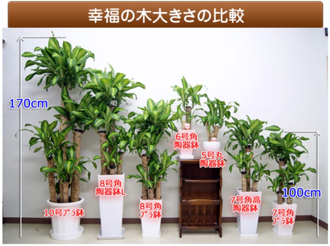 Amazon｜松村農園 観葉植物 幸福の木 本物 ドラセナ マッサンゲアナ 6