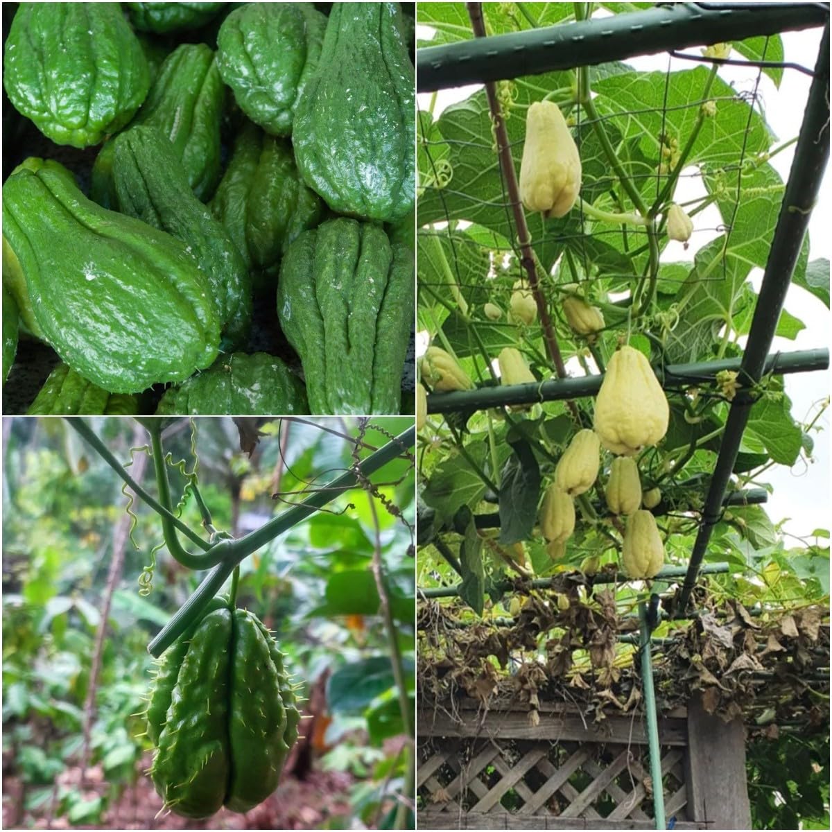 Semi Di Chayote Haloppe - 20 Pezzi Per Orto Domestico, Naturali E Senza OGM - Foto 10