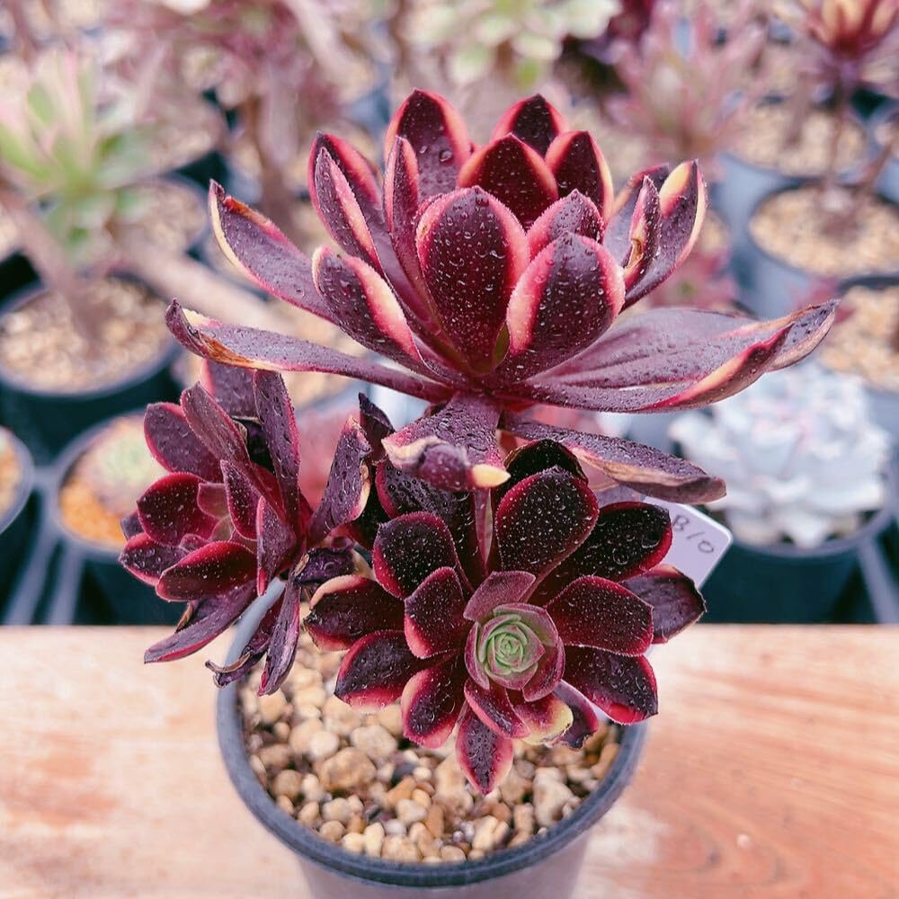 75#観葉植物アエオニウム錦❤️スーパーバン❤️5大頭12cm拨き苗 Amazon
