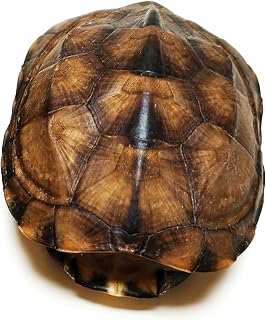 Natural Turtle Shell, Real Animal Bones Specimen Collection Animal Taxidermy for Home Decoration Special Gifts