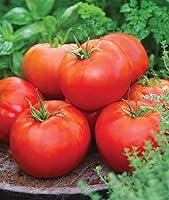 Vista 8 de Burpee - Semillas de tomate híbrido "Big Boy", tomate grande para rebanada con sabor rico, 50 semillas no-GMO