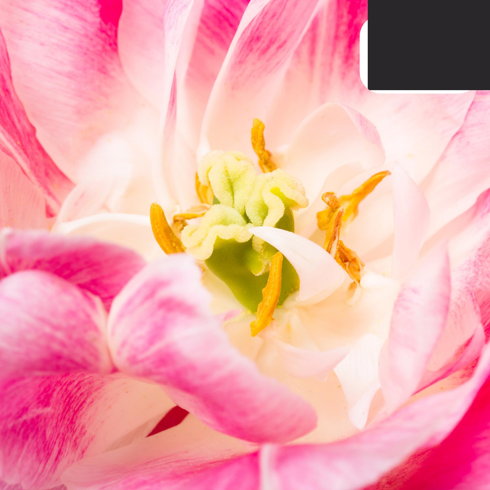 Bulbos de tulipán Columbus | 20 Piezas - Pink-White Double Pio Tulip - 30-50cm - Ø5cm - bulbo de flor - Planta de jardín