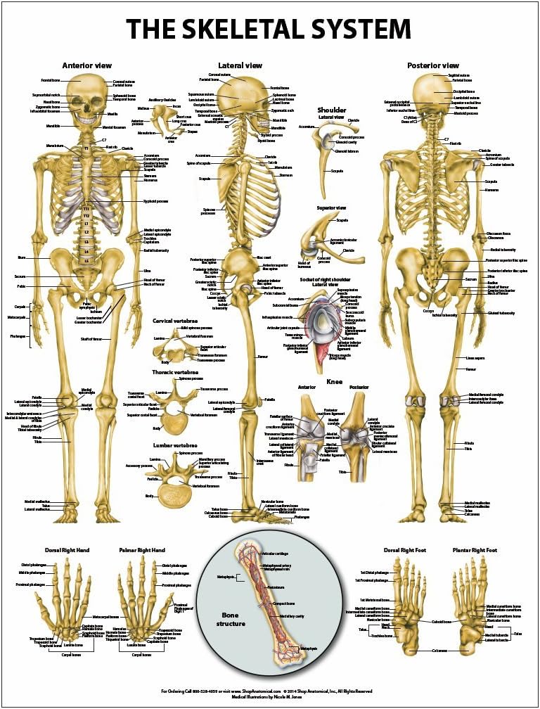 The Skeletal System Anatomical Wall Chart - Paper : Amazon.com.br