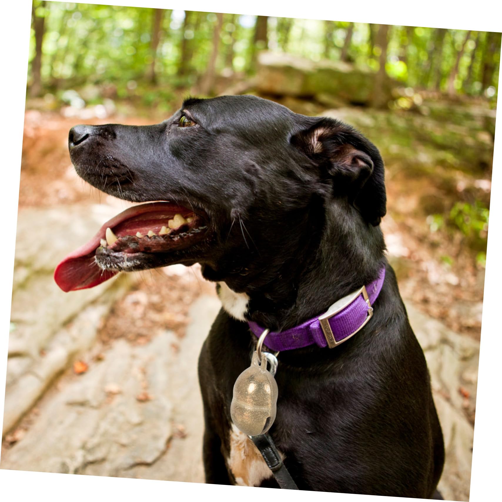 Anneome 5pcs Pet Bells Dog Collar Accessories Bells Pendant Charm Sturdy Craft