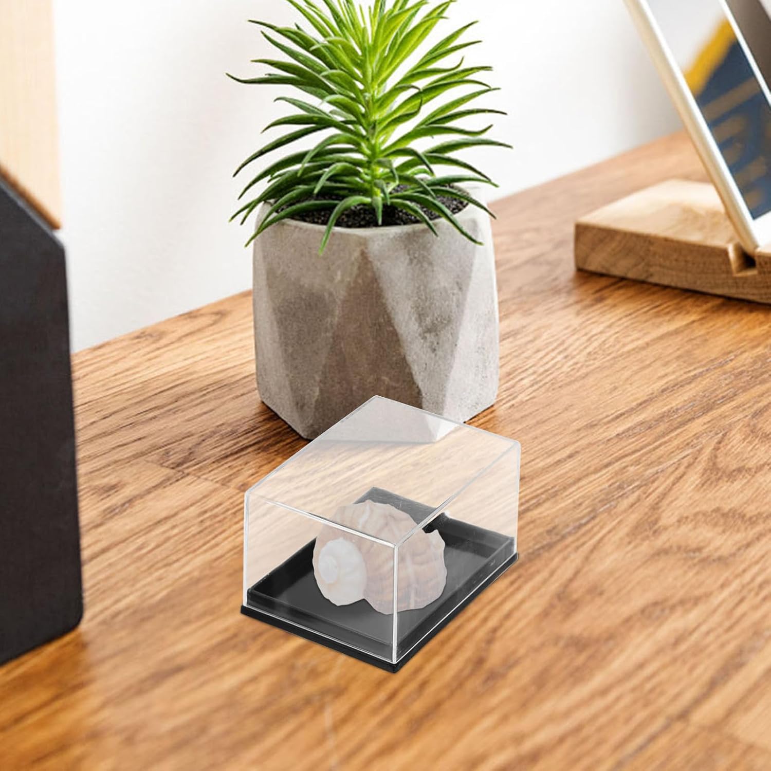 4pcs Transparent Display Box for Mineral Specimens Elegant Storage Container for Jewelry and Shells View Organizer for Easy Access and Display