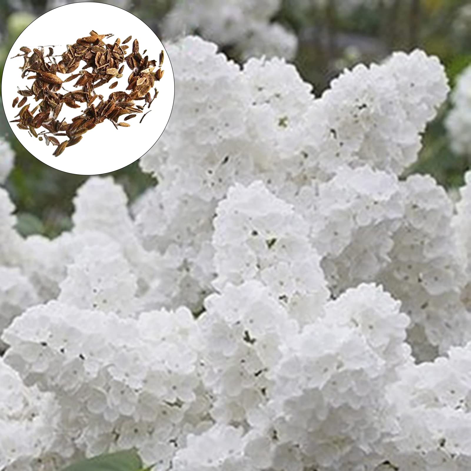 50Pcs/Set White Japanese Lilac Seeds High Germination Rate Easy to Grow Drought Tolerant Seeds in Partial Shade in The Sun Damp Soil Yard Pleasure Seeds One Size
