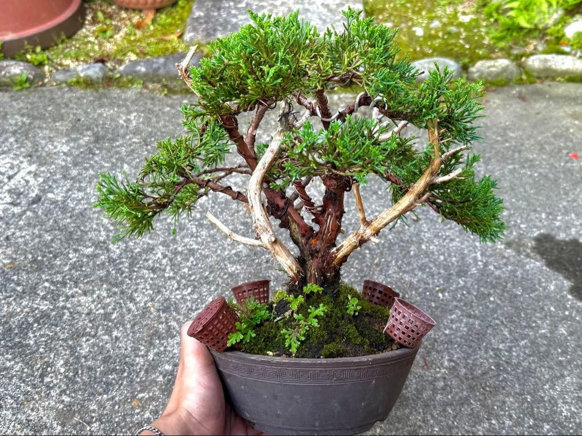 糸魚川真柏盆栽 9-12-4 盆栽 ミニ盆栽 糸魚川真柏-4