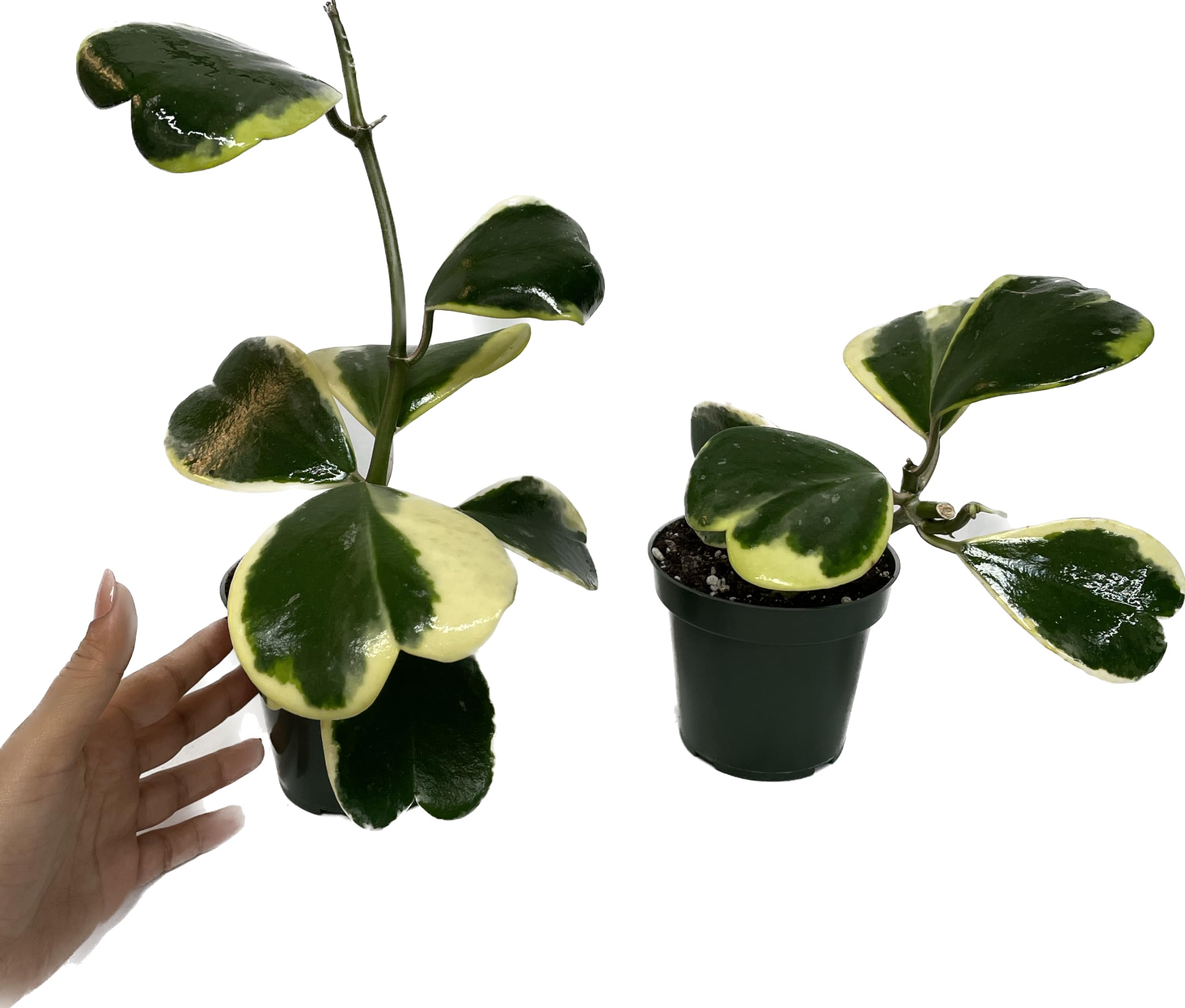 künstliche hanfpflanzen Künstliche Pflanze Hanf Cannabisblätter 120 cm – Easyplants Deutschland main image 1