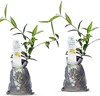 DaisyShip Carolina Jasmine Live Plant - Fragrant Evergreen Vine, Fast-Growing Climber with Yellow Blooms for Trellis, Fences, Arbors (Gelsemium sempervirens, 2 Bags)