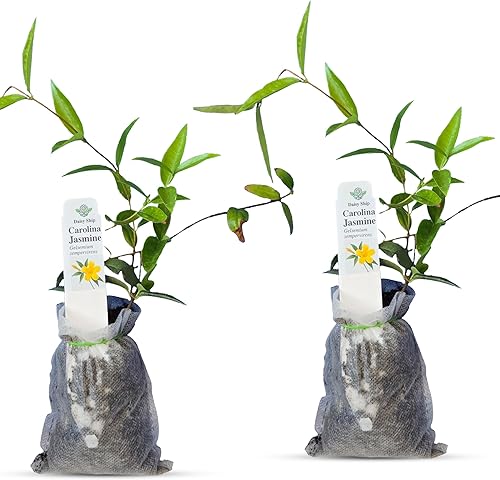 Planta de Jazmín de Carolina, Vid Perenne Viva, Flores Amarillas Fragantes, Enredadera de Crecimiento Rápido para Enrejados, Cercas o Árboles -