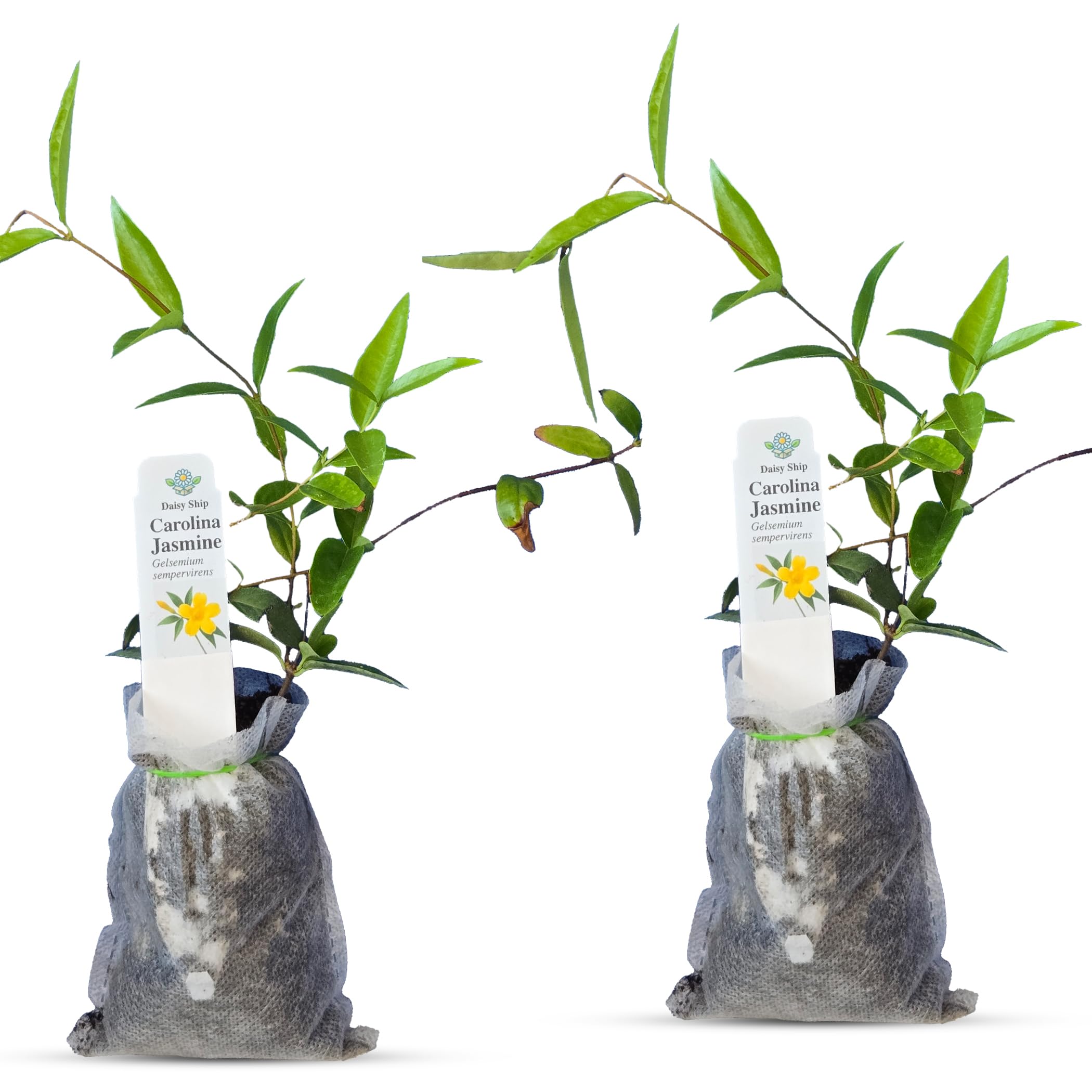 Carolina Jasmine Plant