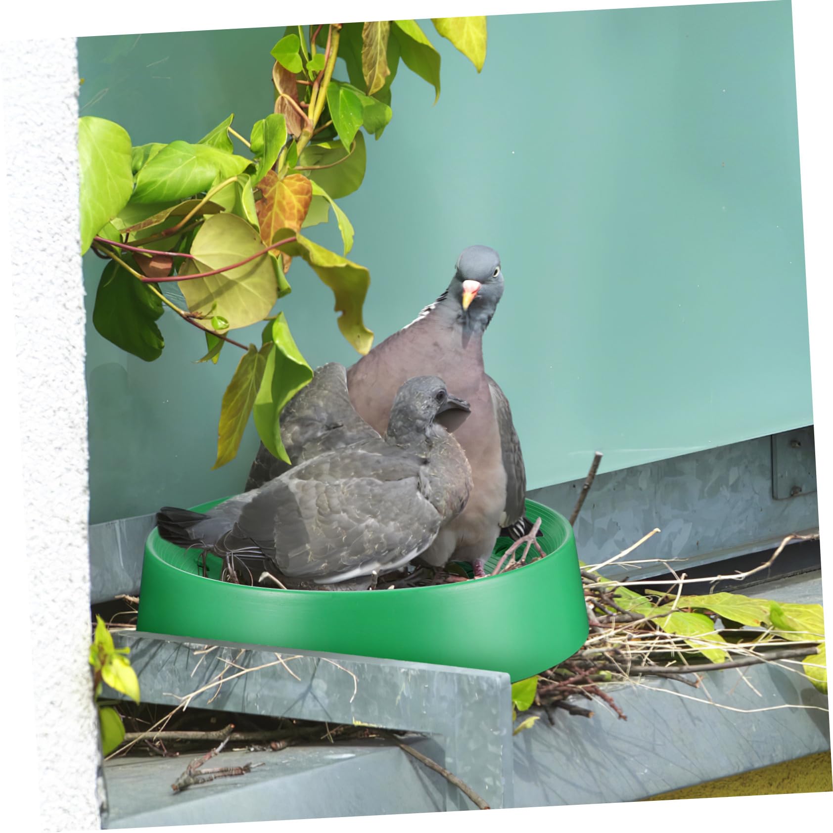 Hemobllo 10pezzi Nido per Piccioni Resistente Traspirante Lavabile e Facile da Asciugare Vaschetta per Uova di Uccelli da Riproduzionper Animali Domestici per Fattoria Forniturper Piccioni