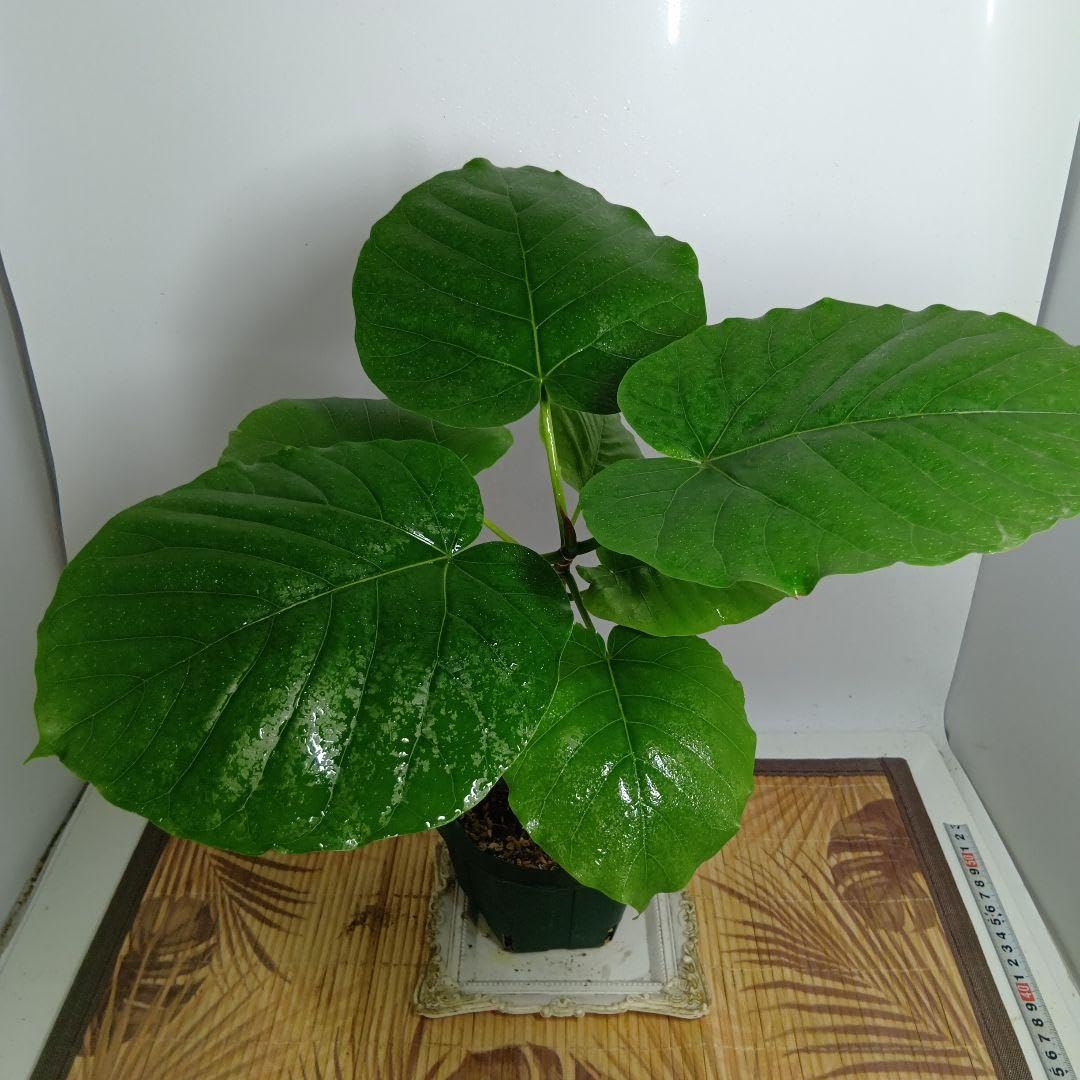 Amazon｜A171人気観葉植物?フィカスウンベラータ☆ポットごと｜観葉