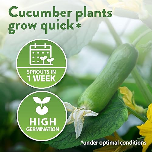 Miniatura 5 de HOME GROWN 8 semillas de pepino para plantar, limón, encurtido nacional, armenio, beit alfa, ocho semillas de pepino rectas, semillas de vegetales