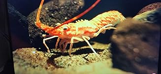 Review Image by Joaquin C. Joaquin C.