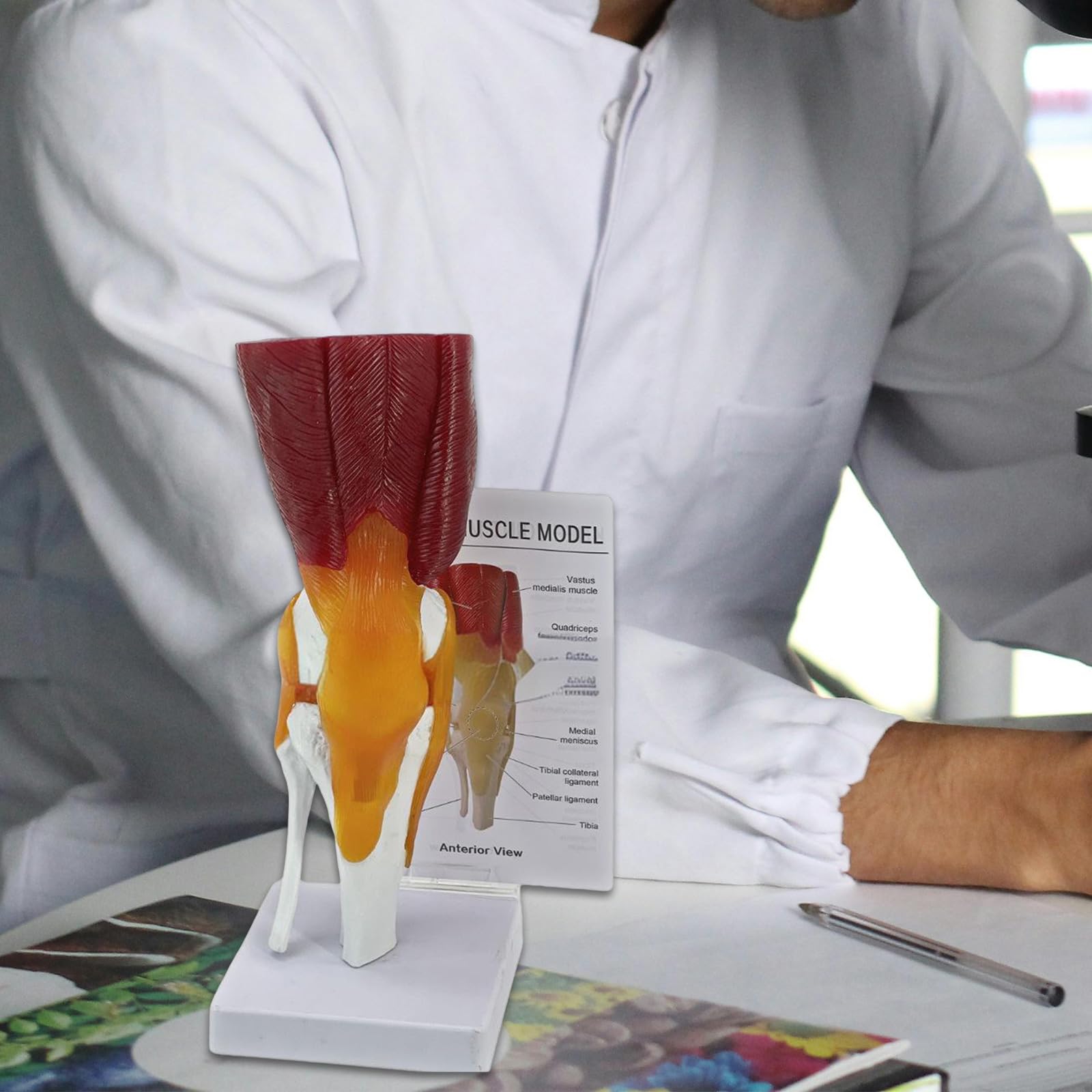Modello articolazione del ginocchio per visualizzazione didattica Modello pratico anatomia del ginocchio umano con legamenti Materiale scolastico Articolazione umana per l ' educazione scientifica