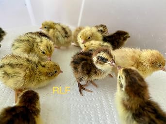 Button & Coturnix Quail Hatching Egg Set - 12 Eggs Total (6 Button eggs and 6 Coturnix eggs) - Shipped in Foam