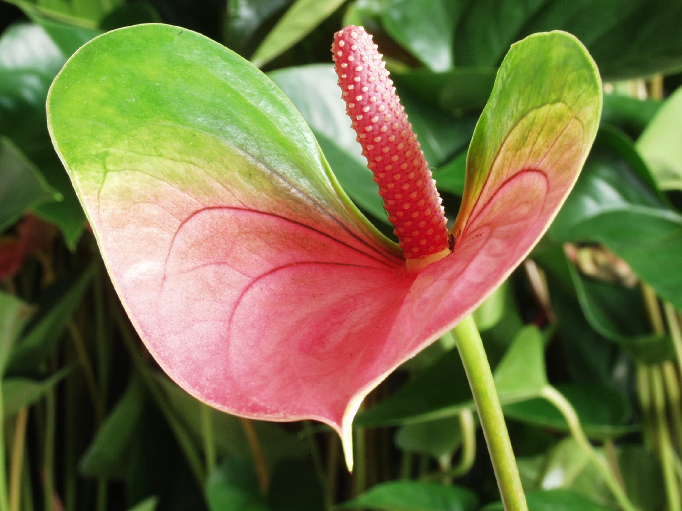 Bloomique - Anthurium Andreanum - Rosa - Flamingoblume - Blhende  Zimmerpflanzen - Pflegeleicht - Hhe 30-40 cm - Topf 12 cm : Amazon.de:  Garten