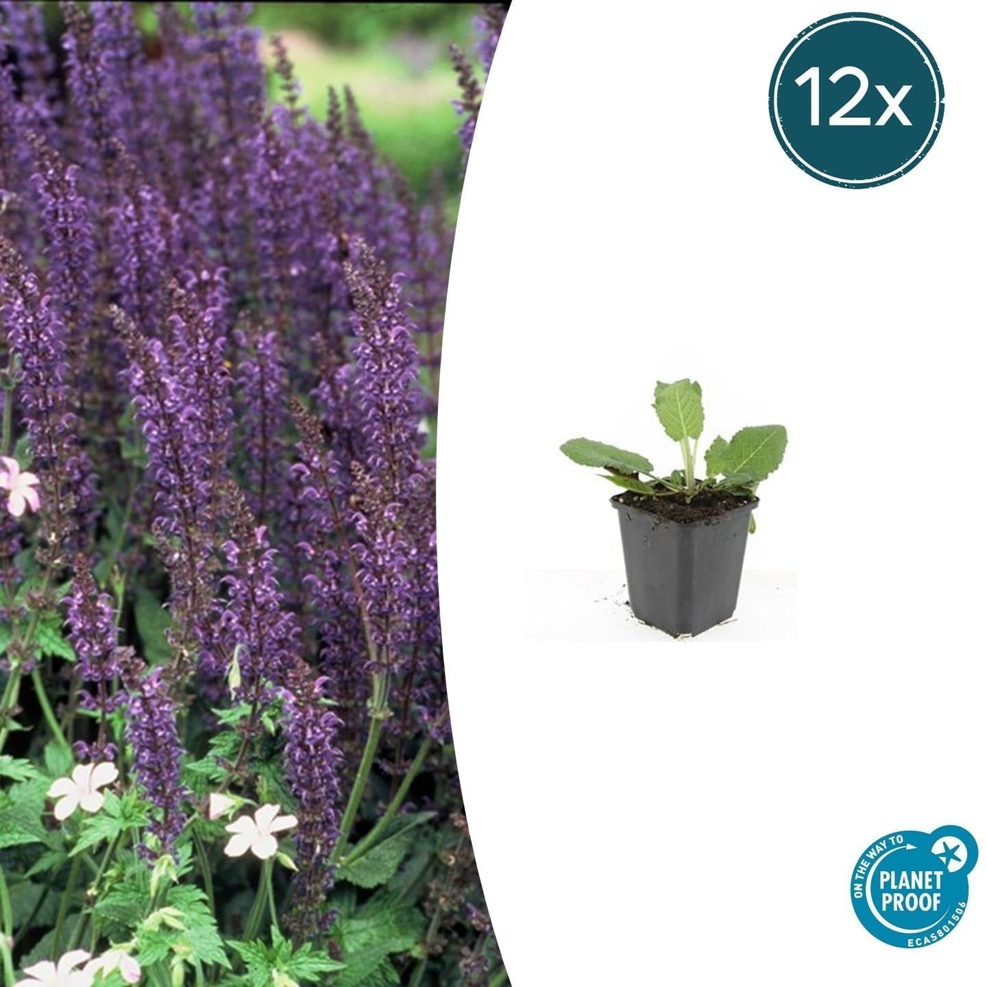 Salbei Salvia nem. 'Mainacht' Blau blühend Pflanze 12 Pflanzen Ø9 cm 10-25