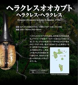Amazon | いきもの大図鑑アドバンス ヘラクレス オオカブト